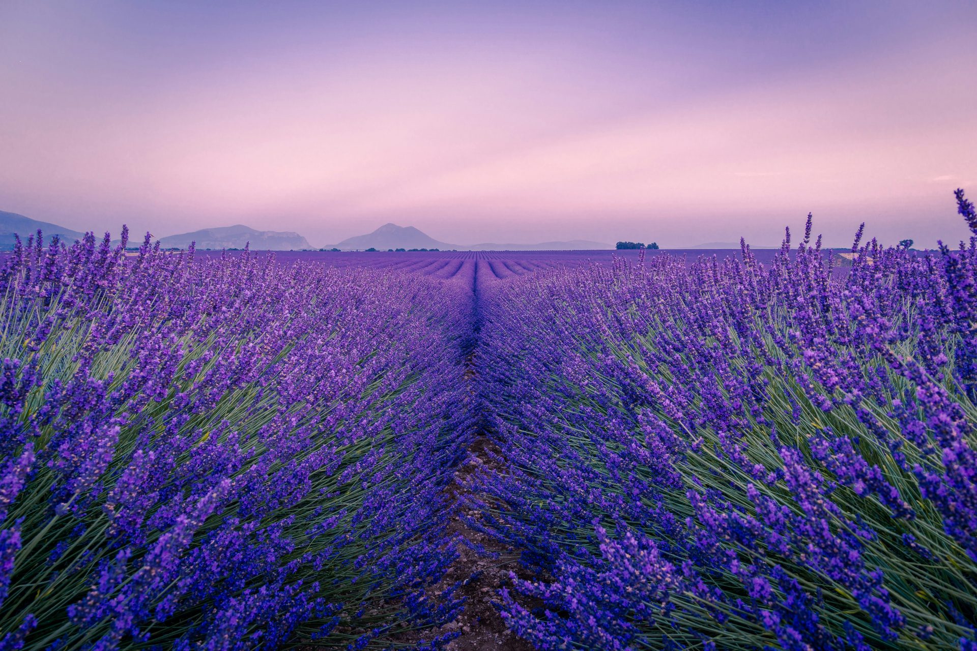 purple flower field under white sky during daytime
